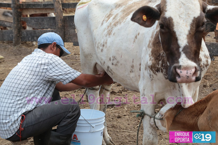 Ganaderos del Sur de nuestro país crean mecanismos para enfrentar la sequía